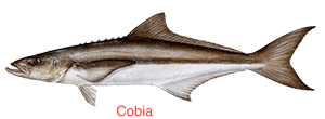 cobia-300x110