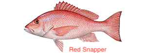 red-snapper-300x110